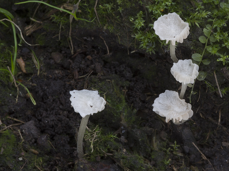 Entoloma cephalotrichum